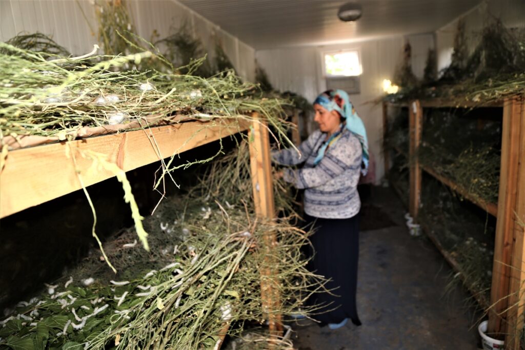 İpek böceği yetiştiriciliği Şanlıurfalı kadınların yeni geçim kaynağı oldu