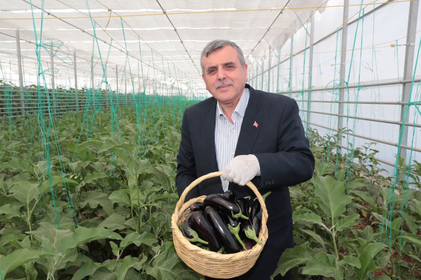 Şanlıurfa’da “Toplum temelli seracılık” projesinde ilk hasat yapıldı
