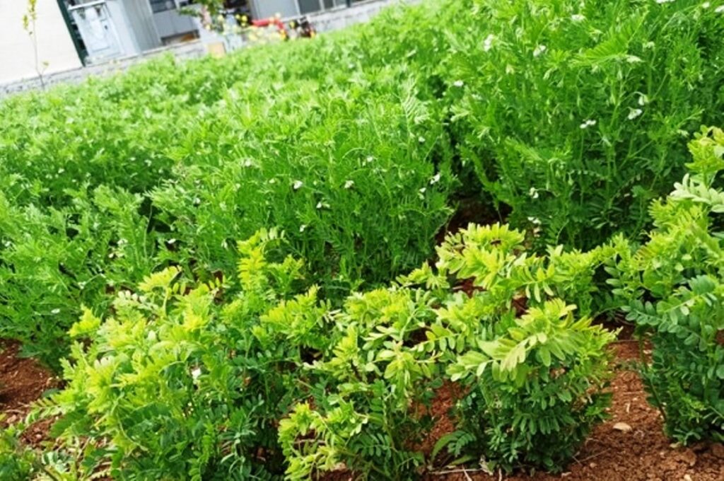 Harran Üniversitesi tarımda yeniliklerin öncüsü