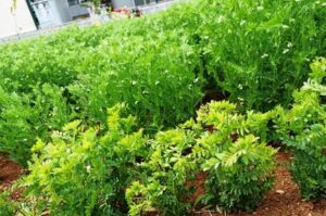 Harran Üniversitesi tarımda yeniliklerin öncüsü