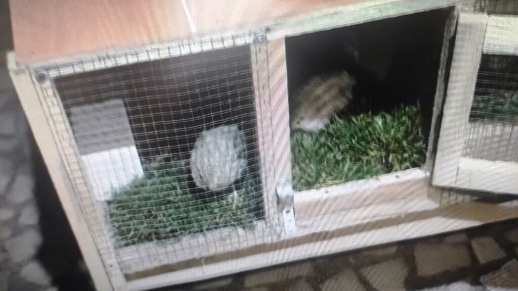 Şanlıurfa’da Çalacak bir şey bulamayan hırsız bıldırcın çaldı