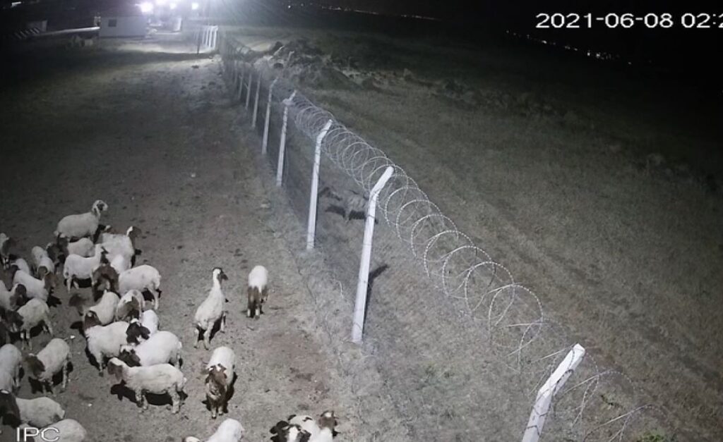 Şanlıurfa’da çizgili sırtlan kameraya takıldı