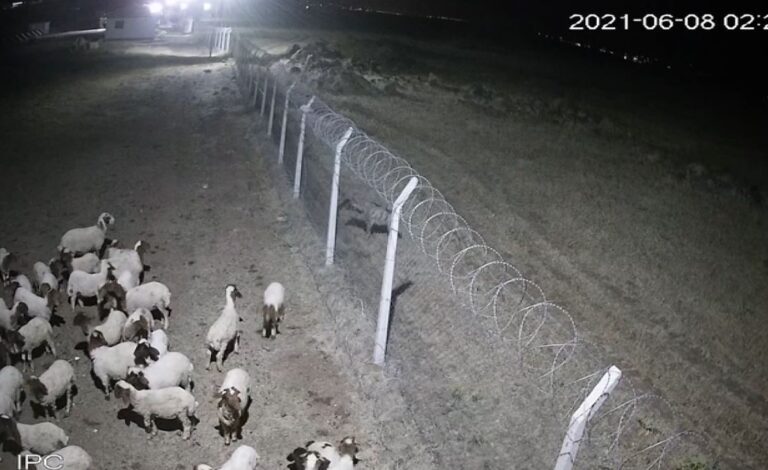 Şanlıurfa’da çizgili sırtlan kameraya takıldı