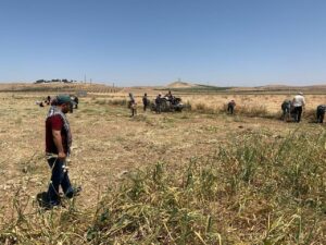 Şanlıurfa’da doğal antibiyotik hasadı başladı