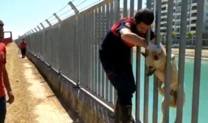 Şanlıurfa’da Sulama kanalına düşen köpek kurtarıldı