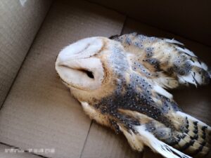 Şanlıurfa’da Yaralı bulunan peçeli baykuşa öğretmenler sahip çıktı