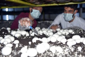 Siverek’te Uğraş olarak kültür mantarı işine girdi, şimdi siparişleri yetiştiremiyor