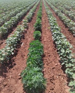 Suruç’ta Pamuk tarlasına kenevir eken baba ve oğlu gözaltına alındı