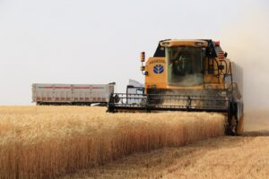 Yalçınkaya, çiftçilerle birlikte buğday hasadı yaptı