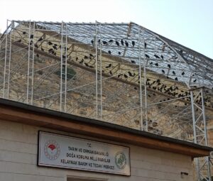 “Bereketin sembolü” kelaynakların sayısı 325’e ulaştı