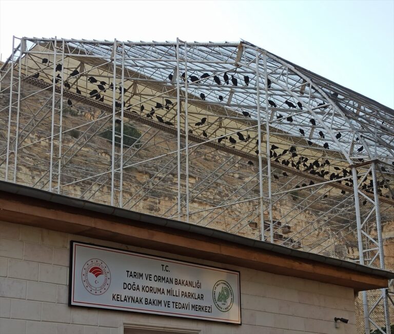 “Bereketin sembolü” kelaynakların sayısı 325’e ulaştı