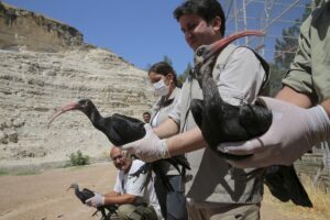 Şanlıurfa’da Koruma altındaki kelaynaklar yeniden göç yollarına düştü