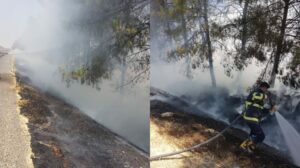 Ceylanpınar’da ağaçlık alanda çıkan yangın ağaçlara zarar verdi