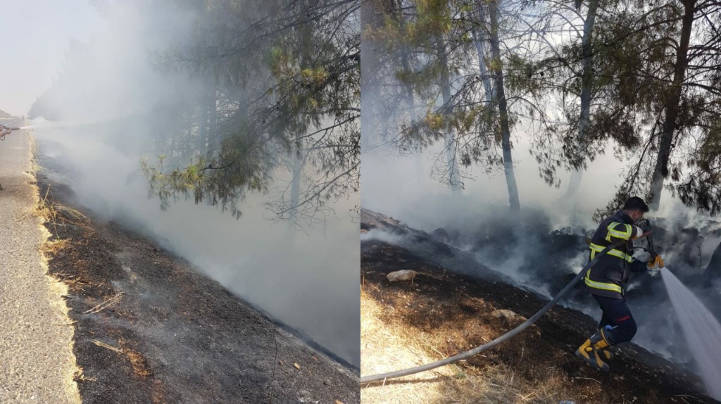 Ceylanpınar’da ağaçlık alanda çıkan yangın ağaçlara zarar verdi