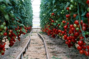 Türkiye’nin domates ihracatı yılın ilk yarısında yüzde 12 arttı