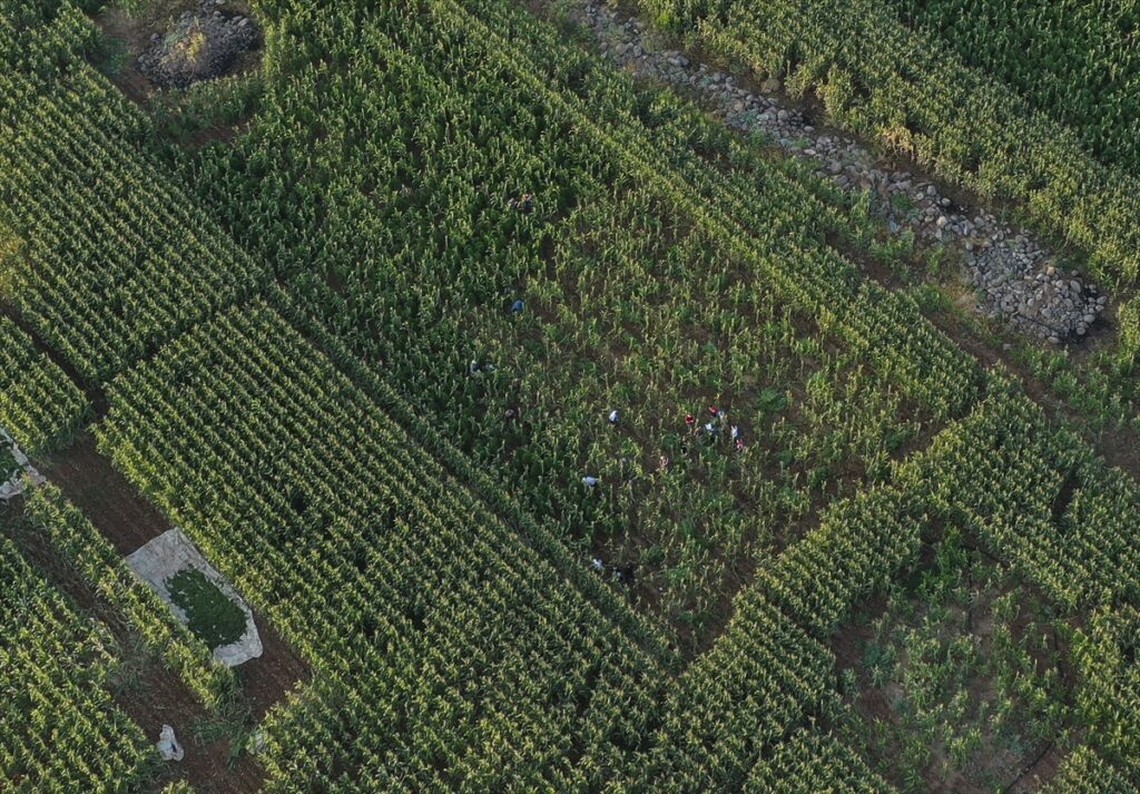 Şanlıurfa’da mısır tarlasında 190 bin kök Hint keneviri ve 415 kilogram esrar ele geçirildi