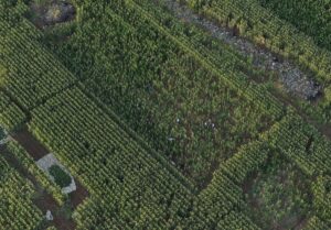 Şanlıurfa’da mısır tarlasında 190 bin kök Hint keneviri ve 415 kilogram esrar ele geçirildi