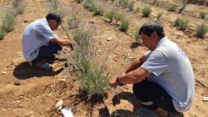 Şanlıurfa’da alternatif ürün olarak ekimi yapılan lavantanın hasadı başladı