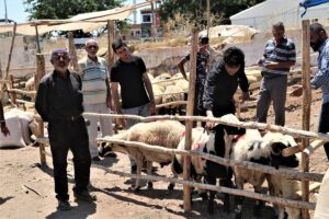 Şanlıurfa’da da canlı hayvan pazarlarında yoğunluk yaşanıyor