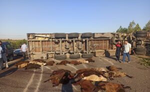 Şanlıurfa’da tırın devrilmesi sonucu 42 küçükbaş hayvan telef oldu