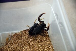 Şanlıurfa’da bilimsel çalışmalarda kullanılan akrepler için bahçe oluşturuldu