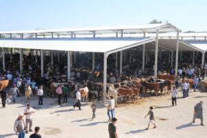 Yaylak Canlı Hayvan Pazarı modern haliyle faaliyete geçti