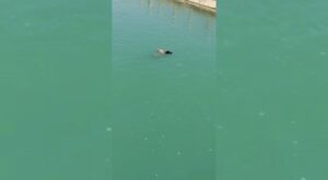 Şanlıurfa’da sulama kanalında ceset bulundu
