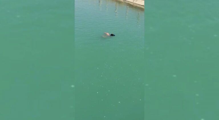 Şanlıurfa’da sulama kanalında ceset bulundu