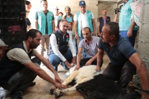 Şanlıurfa’da ihtiyaç sahibi ailelere kurbanlık dağıtıldı