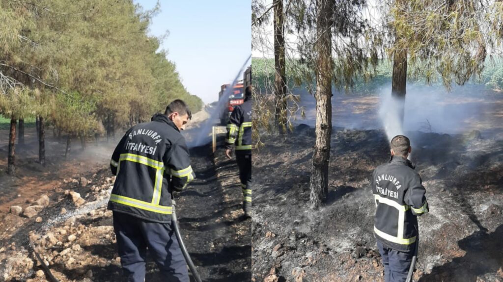 Ceylanpınar’da ağaçlık alanda çıkan yangın ağaçlara zarar verdi