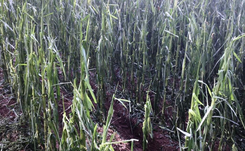 Şanlıurfa’da Şiddetli yağmur, tarlasına büyük acı verdi