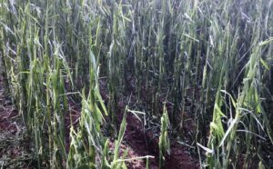 Şanlıurfa’da Şiddetli yağmur, tarlasına büyük acı verdi