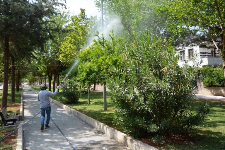 Siverek’te Ağaçlar, mantar hastalığına karşı ilaçlanıyor