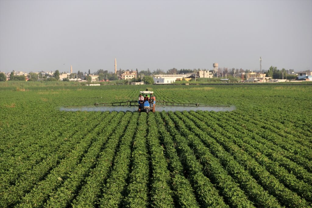 GAP’ın başkenti”nde ekim alanı artan pamukta yüksek rekolte bekleniyor
