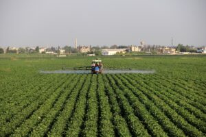 GAP’ın başkenti”nde ekim alanı artan pamukta yüksek rekolte bekleniyor