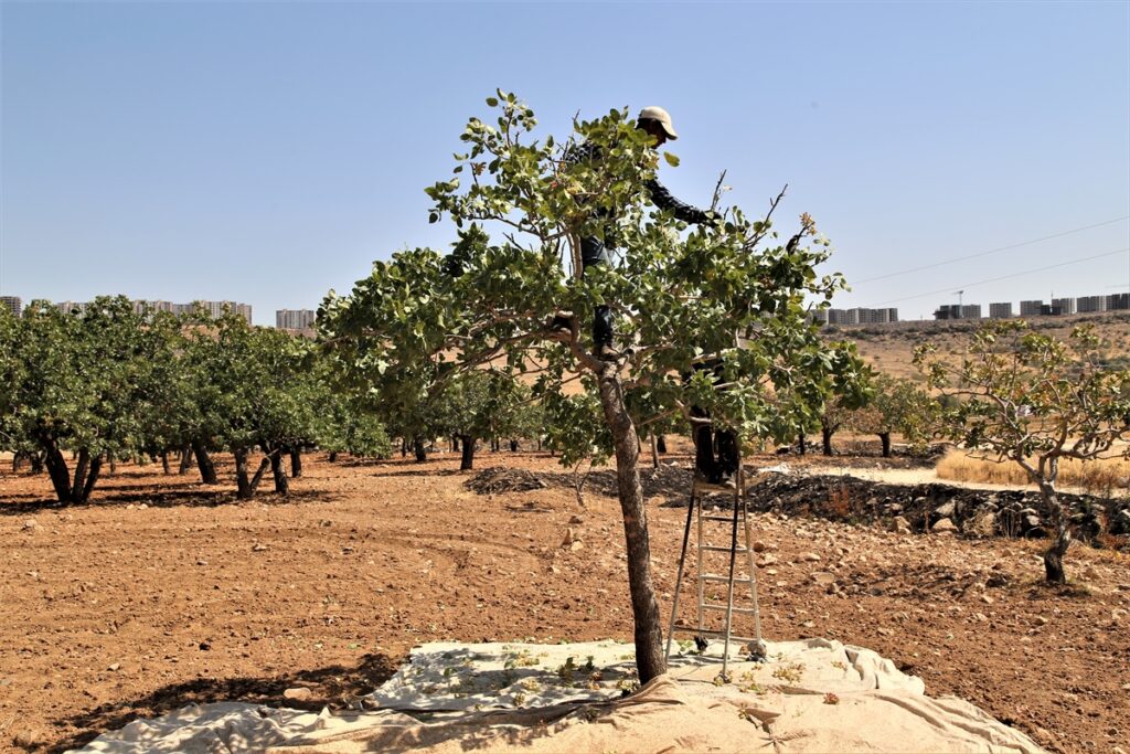Şanlıurfa’da baklavada kullanılan boz fıstık hasadı başladı