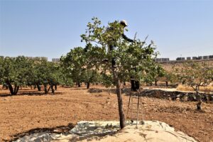 Şanlıurfa’da baklavada kullanılan boz fıstık hasadı başladı
