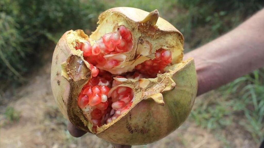 “Suruç narı” coğrafi işaret alarak tescillendi