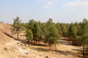 Şanlıurfa’da Suriyeli gencin dikkati ağaçlık alanın yanmasını önledi
