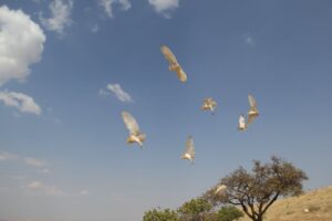 Şanlıurfa’da tedavisi tamamlanan 12 peçeli baykuş doğaya bırakıldı