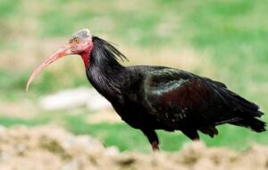 Urfa’da bırakılan keleynak İsrail’de görüldü