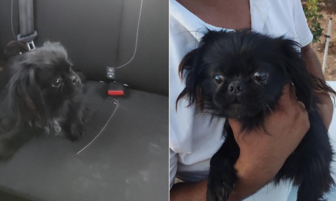 Urfa’da süs köpeği bulundu