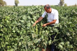 Şanlıurfa’da Bakteri aşılama yöntemiyle soya fasulyesinde verimin artırılması hedefleniyor