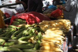 Şanlıurfa’da süt mısır tezgâha indi