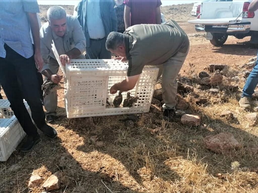 Şanlıurfa’da doğaya 1500 keklik salındı