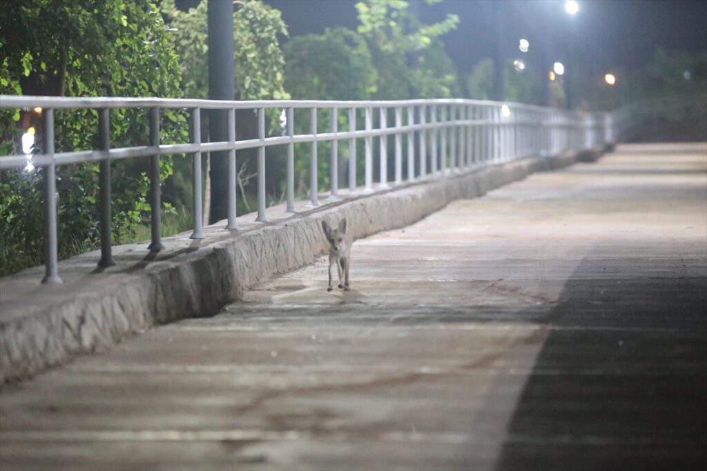 Şanlıurfa’da tilki ile hırdavatçının dostluğu şaşırtıyor