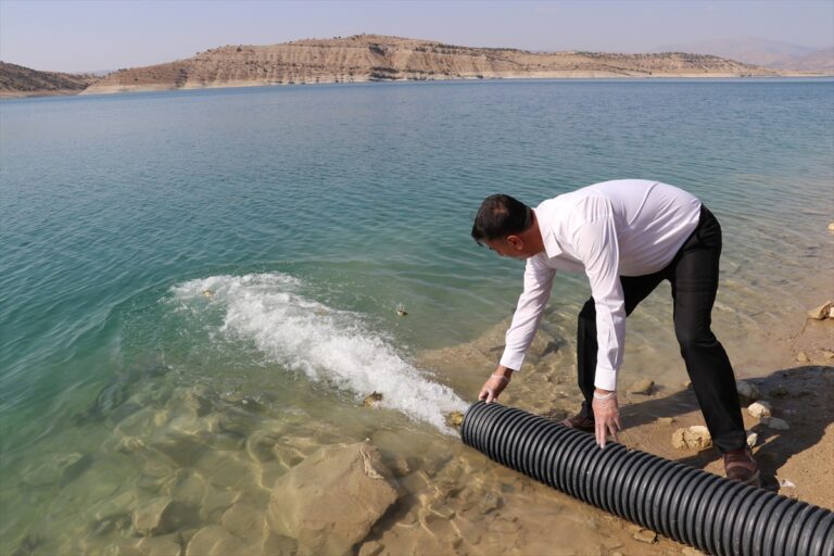 Şanlıurfa’dan götürülen 813 bin yavru sazan Batman Barajı’na bırakıldı