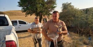 Şanlıurfa’dan Kırıkkale’ye götürülen 2 ceylana el konuldu