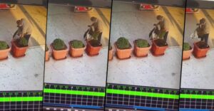 Şanlıurfa’da Saksıdaki bitkiyi poşetine koyup ortadan kayboldu