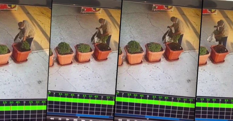 Şanlıurfa’da Saksıdaki bitkiyi poşetine koyup ortadan kayboldu